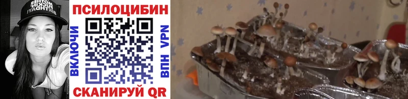 Галлюциногенные грибы мицелий  omg ТОР  Богучар 